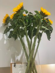 -MeVius 美薇私·皮肤管理中心
