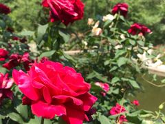 -静之湖湖畔餐厅