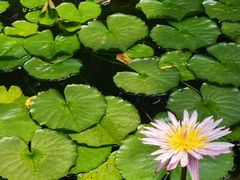 -国家植物园南园