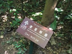 -西双版纳原始森林公园