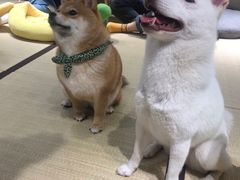 -逗柴咖啡屋·狗咖猫咖宠物桌游