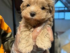 -翊宠yipet猫狗购宠庄园犬舍•猫舍