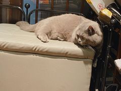 -逗柴咖啡屋·狗咖猫咖宠物桌游