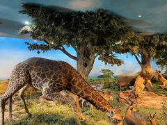 -国家自然博物馆