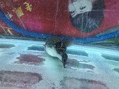 -长顺河豚馆(江洲东路)