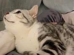 -艾贝尔宠物医院·24H转诊中心·肿瘤猫专科(江宁双龙店)