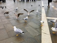 -圣马可广场