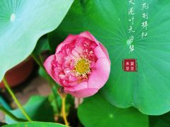 -沙湖公园