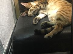 -猫色咖啡·猫咖