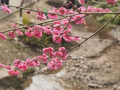 -杭州植物园