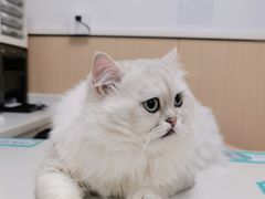 -瑞派中心宠物医院·CT·核磁·神经专科
