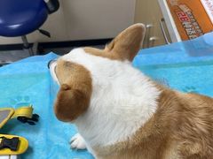 -美联众合爱康动物医院•复杂内科•肿瘤科•牙科•腔镜诊疗中心