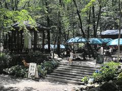 -牛背梁国家森林公园