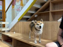 -是阿柴呀！柴犬咖啡·爱喵喵猫咖