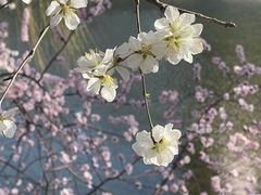 -桃花堤公园