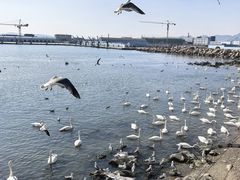-烟墩角天鹅湖