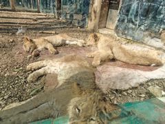 -贵州森林野生动物园