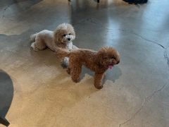 -百好乐宠物友好餐厅(朝外大街店)