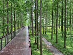 -黄海国家森林公园