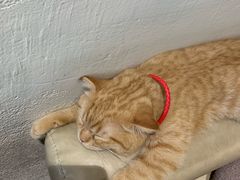 -藏猫猫咖啡主题馆(中央大道店)
