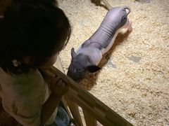 -zoonana室内动物园(东方福来德店)