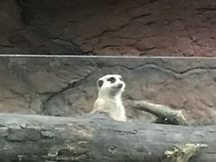 -清迈夜间动物园