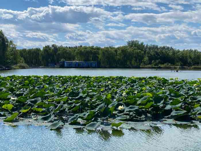 北京朝来森林公园-"假期难得有点自己的时间,自然需要到有树有.