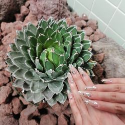 -LILY NAILS美甲美睫