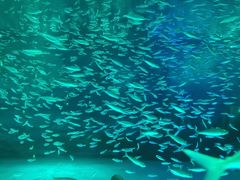 -上海海昌海洋公园-停车场