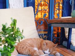 -Sirena海妖日咖夜酒