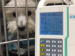 -申普宠物医院·心脏介入·心血管微创(总院)