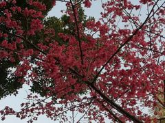 -雀儿山公园