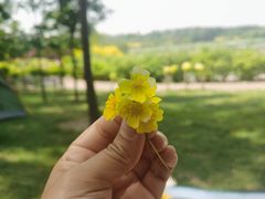 -塘沽森林公园