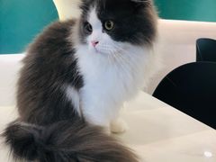 -飞行喵MR PILOT|猫舍·猫咖(静安大融城店)