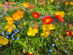 -上海共青森林公园