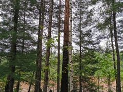 -峡谷浮石林景区