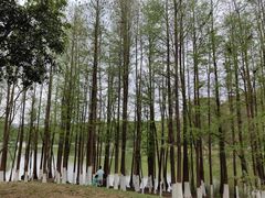 -番禺大夫山森林公园