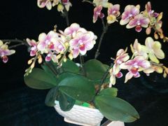 -北京植物园-展览温室