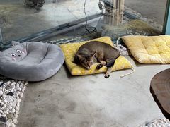 -喵屿·大理花园猫咖