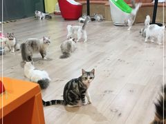 -Bastet sally猫舍购宠(静安店)