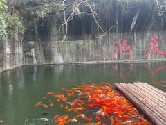 -千岛湖东南湖区