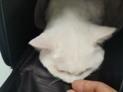 -宠福鑫康馨动物医院·骨科·眼科