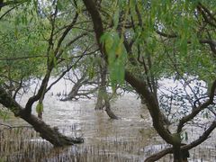 -宝安西湾红树林湿地公园