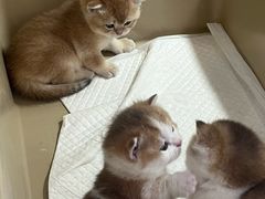 -青奢宠物·青奢猫舍