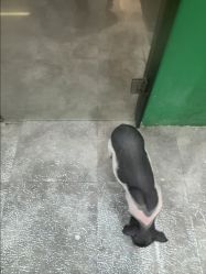-神奇动物撸宠馆·羊驼·小浣熊·异宠(豫园店)