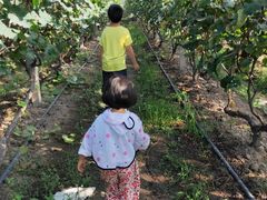 -马陆小张葡萄园农家乐