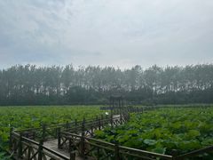 -合肥滨湖国家森林公园