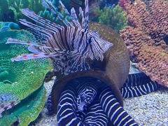 -芜湖新华联大白鲸海洋公园