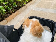 -瑞鹏宠物医院·微创内窥镜·骨外科·牙科(翠竹分院)