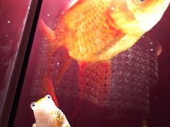 金鱼饺-8餐厅(新葡京酒店)